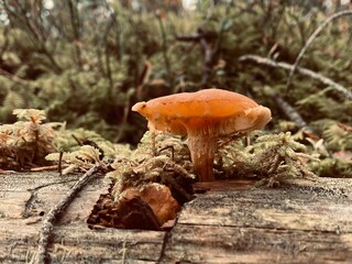Mushroom in the forest growing through old tree trunk