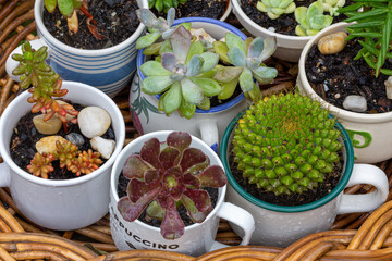 Close up of cups, jug and mugs used as pots succulent plants on wicker tray in garden after rain, alternative to plastic pots, recycle, upcycle and reuse for sustainable living