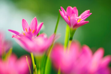 rain lily flower