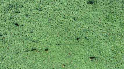 Top view of green cassava field