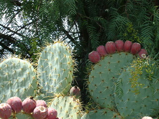 El nopal y el pirul