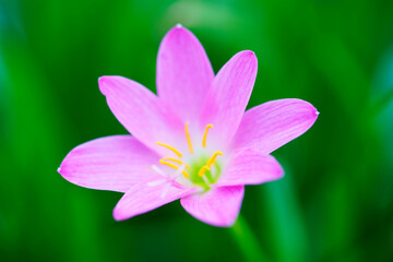 beautiful blooming pink rain lily flower