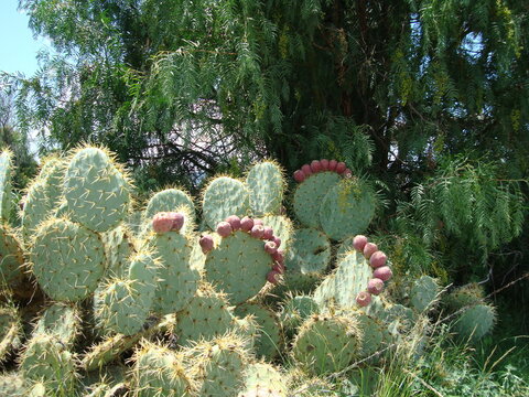 El pirul y el nopal con tunas