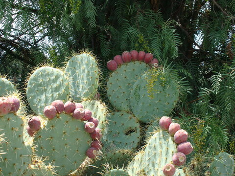 Nopalera y &aacute;rbol de pirul