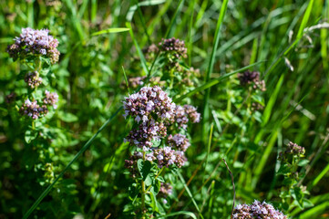 lilac flowers of a Breckland thyme in a meadow
