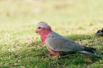 Female Pink and Grey Galah (Eolophus roseicapilla) in the south-west region of Western Australia, Australia. Australian native birdlife.