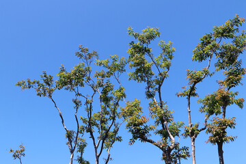 View of big trees in the tropical woods southeast Asia with blue sky