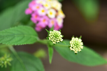 ランタナのつぼみ