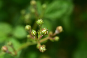 棘のあるバラのつぼみ