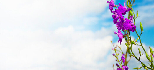  Border for banner. Purple flower against the sky. Copy space for text.