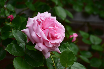 ピンクの大輪の薔薇