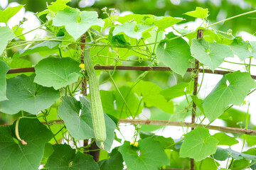 Fresh luffa acutangula or Chinese okra planting in the farm