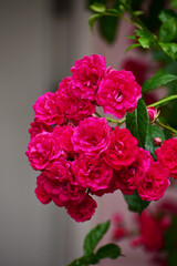 玄関先のツルバラ　キング