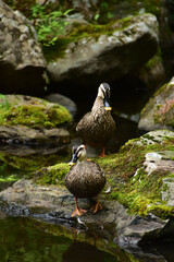 日本庭園にカルガモ