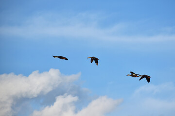 青空を飛ぶカルガモ