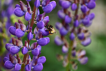 ルピナスの蜜を吸うマルハナバチ