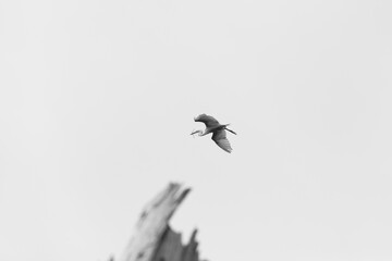 중대백로가 보이는 아름다운 풍경