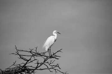 중대백로가 보이는 아름다운 풍경