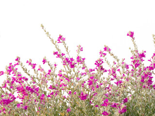 Obraz na płótnie Canvas texas barometer bush or ash bush or ash plant or purple sage on white background, scientific name is Leucophyllum frutescens .