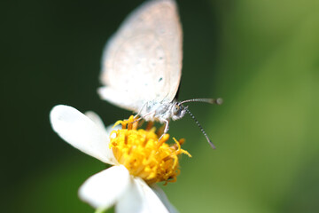 butterfly on flower