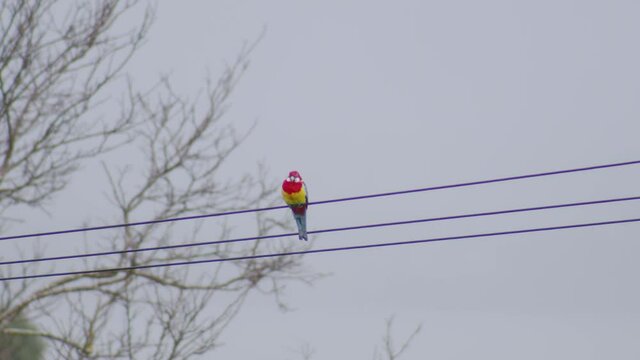 Rainbow parrot sitting on telephone lines looks around before flying away