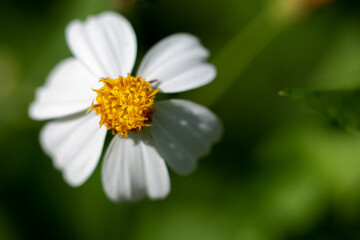 white daisy flower