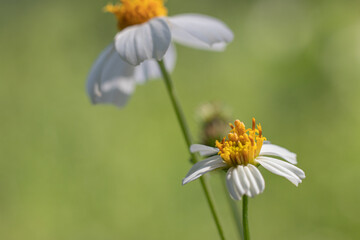 white daisy flower