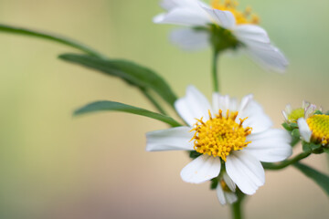 daisy flower closeup