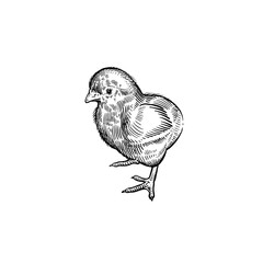 Domestic bird. Little cute chicken. Vintage black and white graphics. © marinavorona