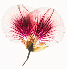 dried flowers on the white background