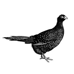 Pheasant. Domestic bird. Black and white graphics.