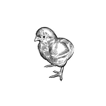 Domestic bird. Little cute chicken. Vintage black and white graphics.
