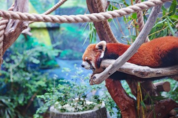 cute of red panda sleeping on tree