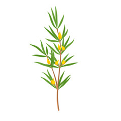 Rooibos herb, stem with leaves and flowers. Vector illustration flat cartoon icon isolated on white background.