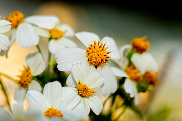 Obraz premium white flowers in the garden