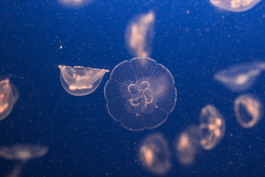Jellyfish floating opened up with water bubbles and friends