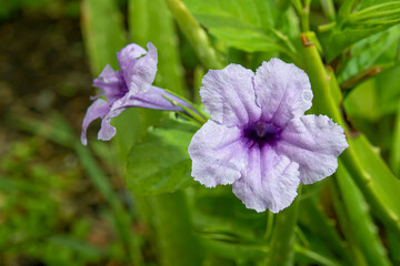 Toi Ting flowers blooming in the morning sunlight.