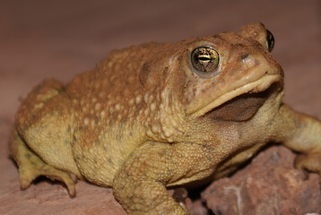 An Arizona Toad Covered in sand at night near lake Powell Utah.