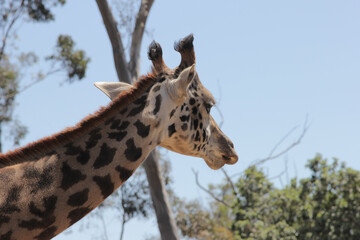 Giraffe looking into the distance