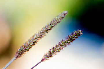 Pennisetum polystachyon or Grass Communist grass with abstract blurred background