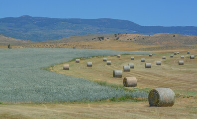 Obraz premium Bulk 1,000 lbs. rolled hay ready to be picked up and send to farmers to feed their livestock in Colorado
