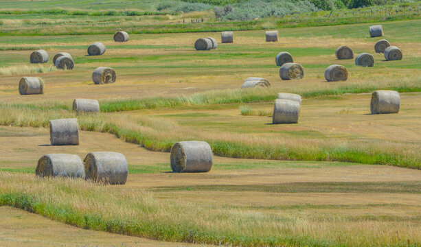 Bulk 1,000 lbs. rolled hay ready to be picked up and send to farmers to feed their livestock in Colorado