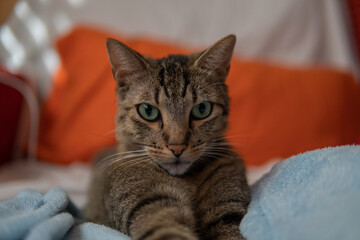 gato en el sofa