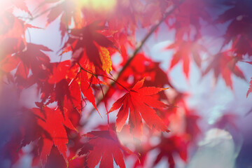 Autumn leaves