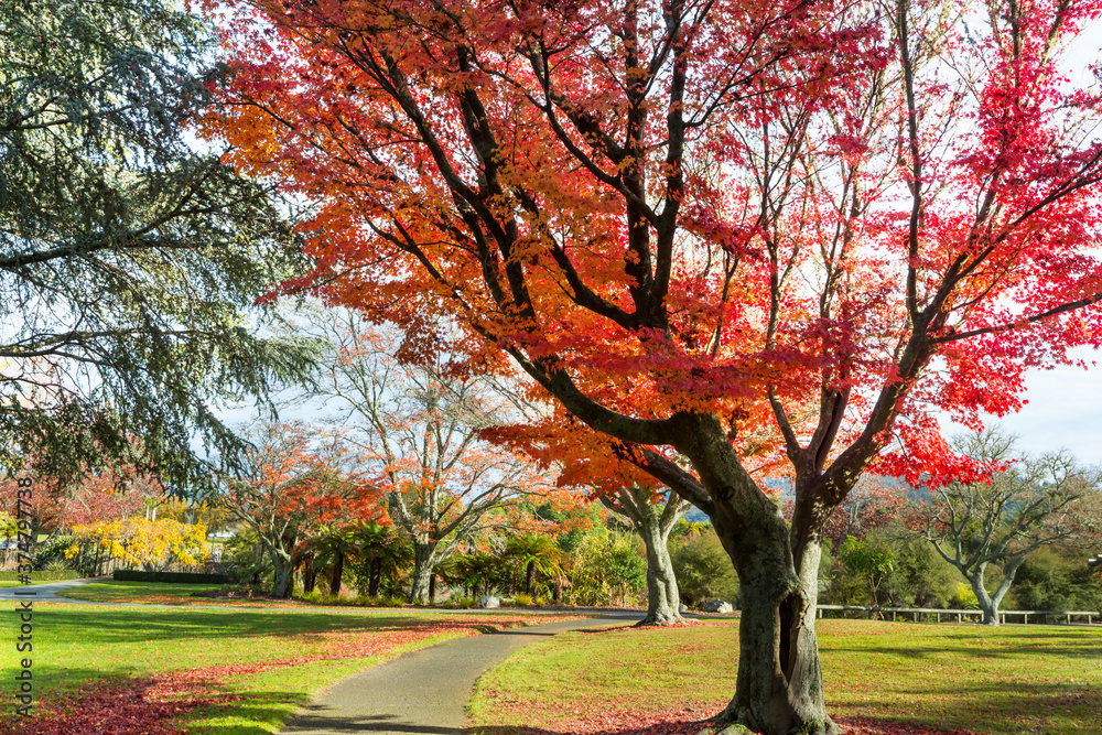 Poster autumn park in new zealand