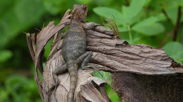 Lizard in some place UHD MP4 4k .