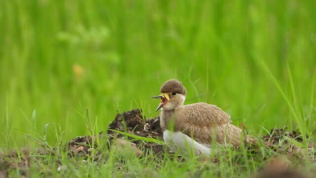 yello - wattled female UHD MP4 4k ..