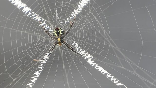 Spider in web UHD MP4 4k .