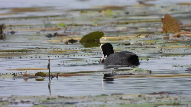 Coot eating food UHD Mp4 4k .