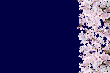 桜の花のフレーム画像
